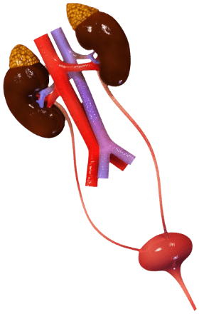 Epic Urology Clinic - Chennai