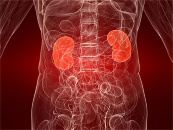 Kidney and Bladder Cancer